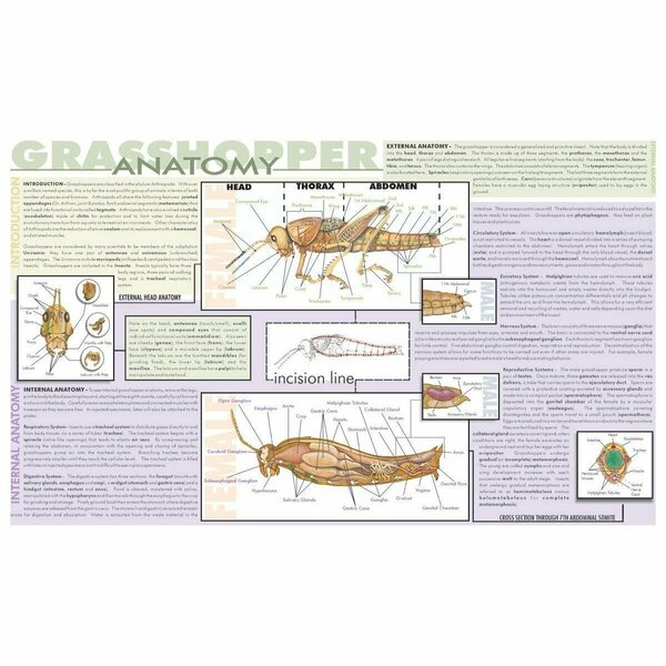 Frey Scientific Laminated Dissection Mat, Grasshopper Anatomy Print 420.5010.1